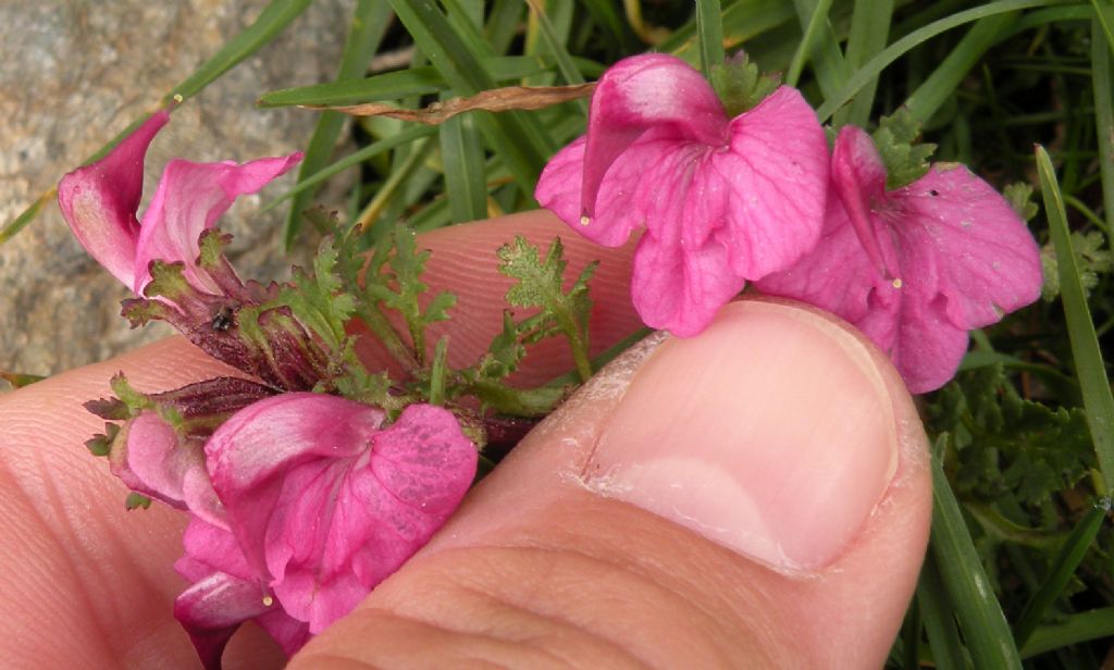 Pedicularis gyroflexa? - no, Pedicularis kerneri